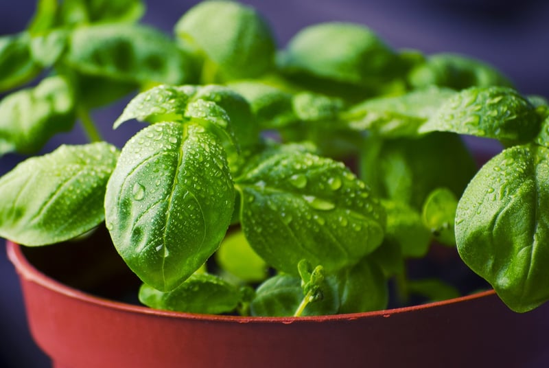 Fresh Basil