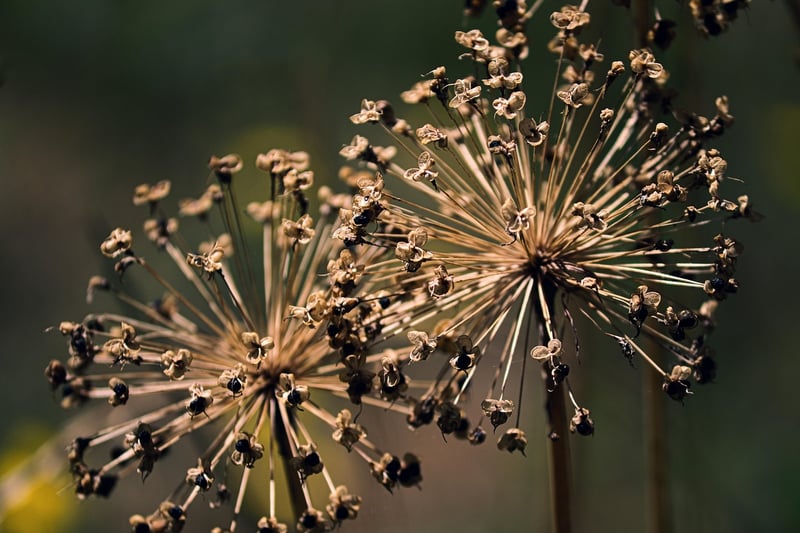 Garden Flowers